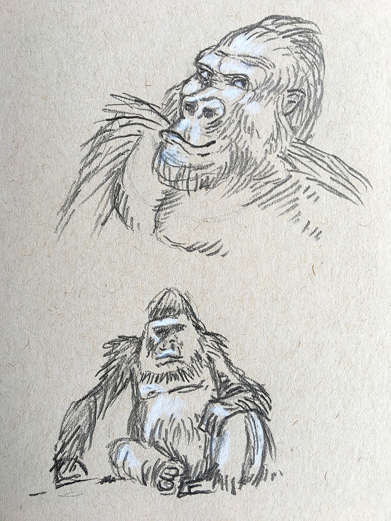 Animal Drawing Sketchbook, Zine, Zoo Animal Sketches, Artist Sketchbook, Pencil  Sketches of Animal Kingdom, Pencil Sketch Book, Pet Art - Etsy